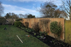 Back Garden Fence