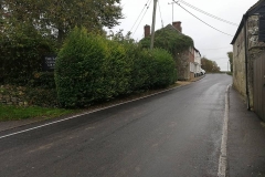 Commercial Hedge Trimming (Before)