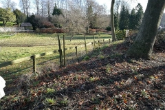 Hedge Planting (Before)