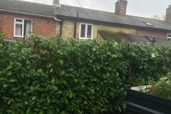 Overgrown Laurel (After)