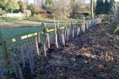 Hedge Planting (After)