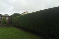 Hedge Trimming (After)