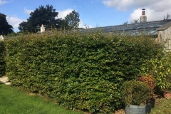 Hedge Trimming (Before)