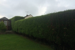 Hedge Trimming (Before)