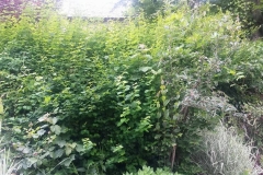 Overgrown Bed (Before)