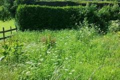 Overgrown Bed (Before)