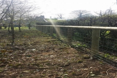 Stock Fencing (After)